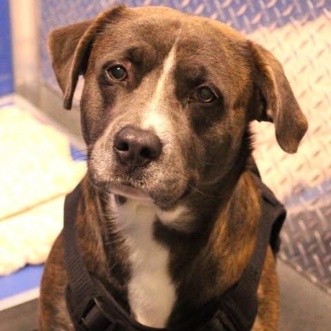 26-00755 DRACO, adopted, Adult Male German Shepherd Dog & Cane Corso.