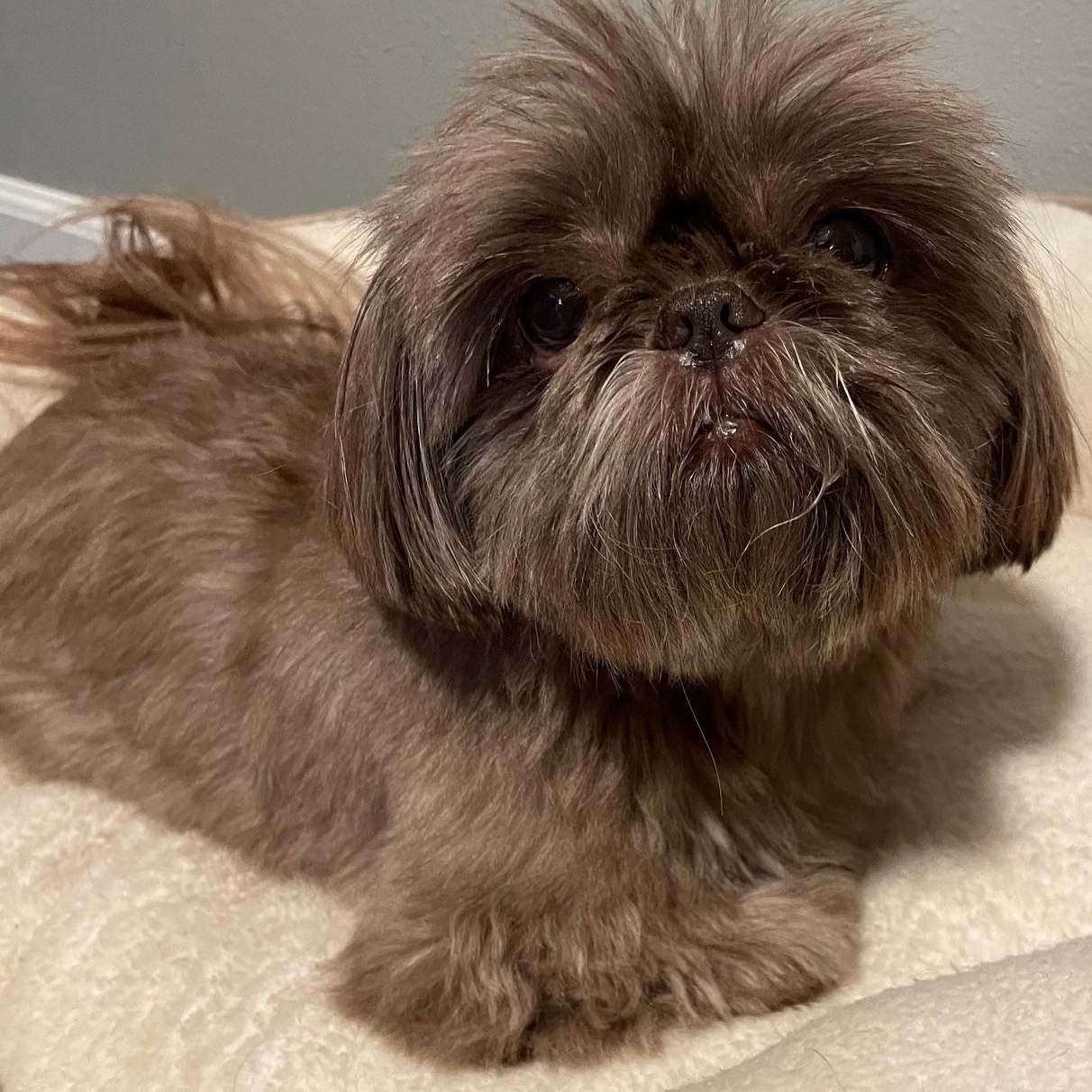 Bonded Beauties, a Adoptable Shih Tzu in La Center, WA image 2/3