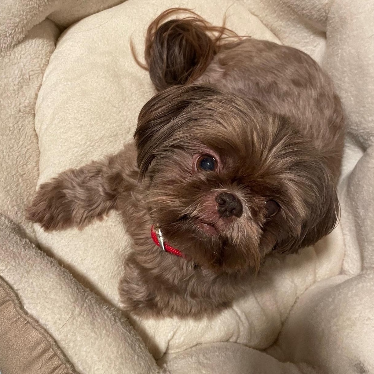 Bonded Beauties, a Adoptable Shih Tzu in La Center, WA image 3/3