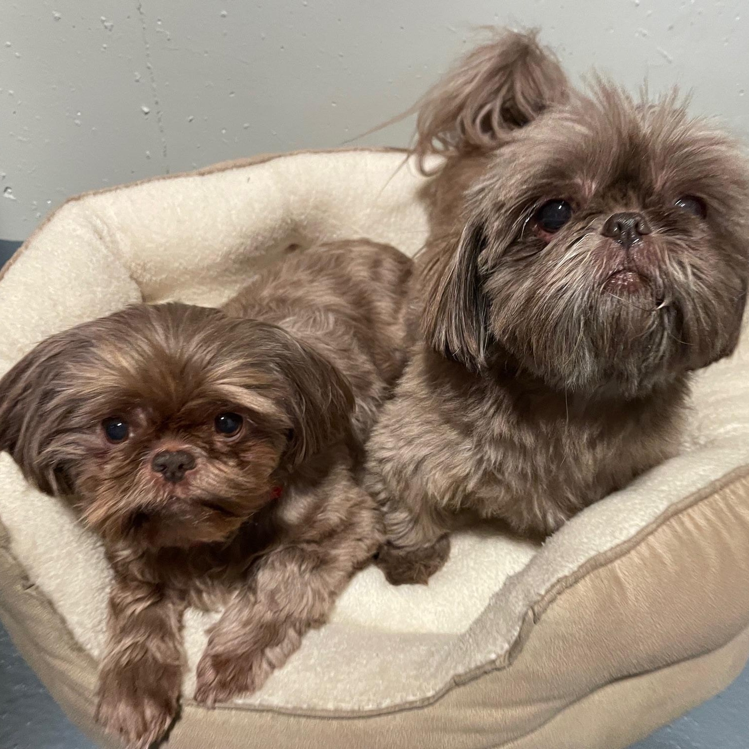 Bonded Beauties, Adoptable, Adult Female Shih Tzu.