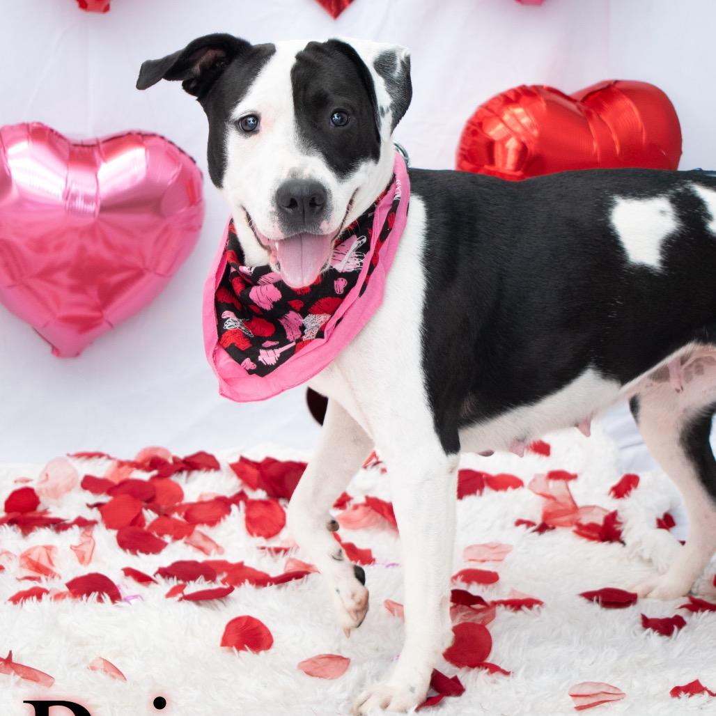 Princess, Adoptable, Adult Female Pit Bull Terrier.