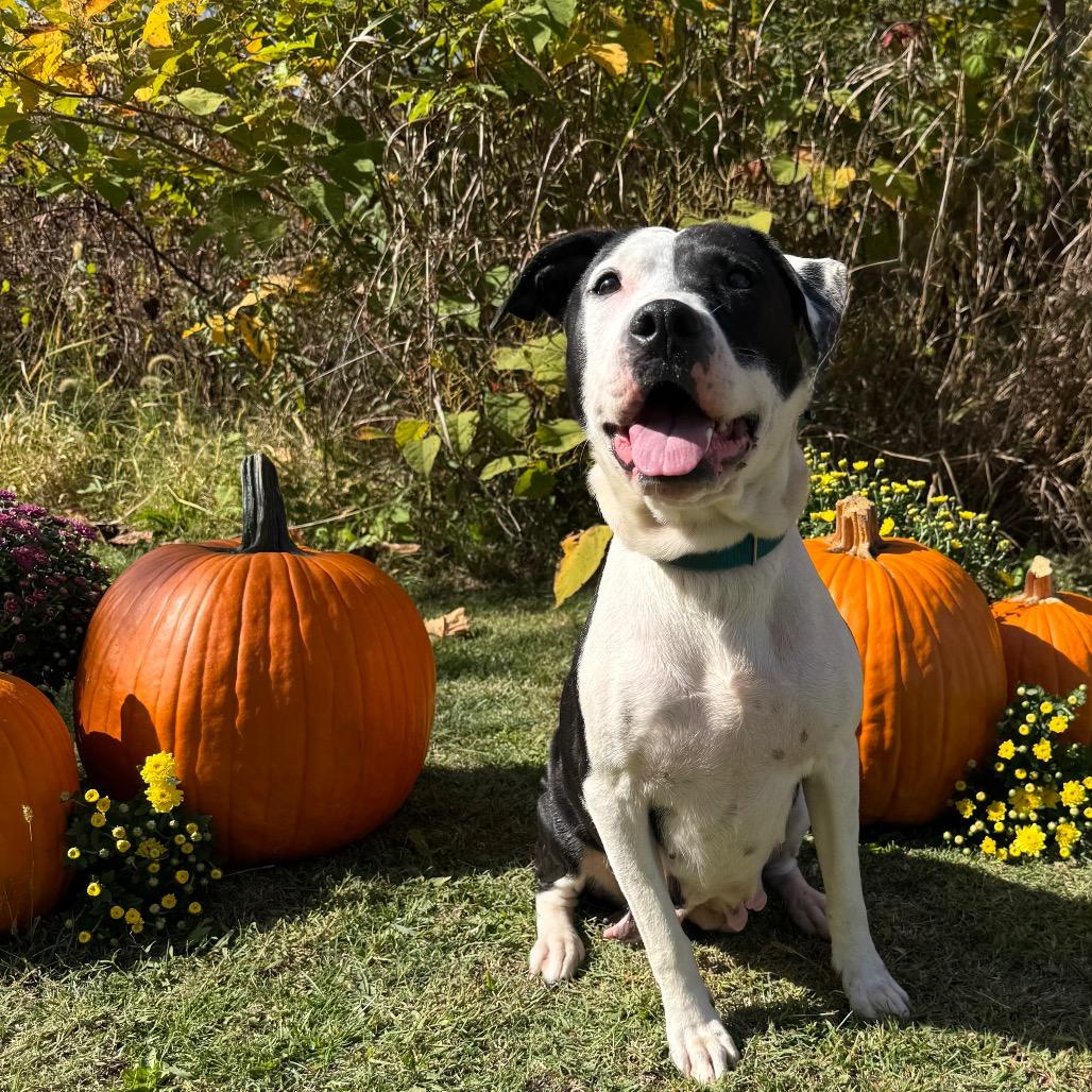 Enlarge Princess, a Adoptable mixed breed in Parkersburg, WV image 2/6