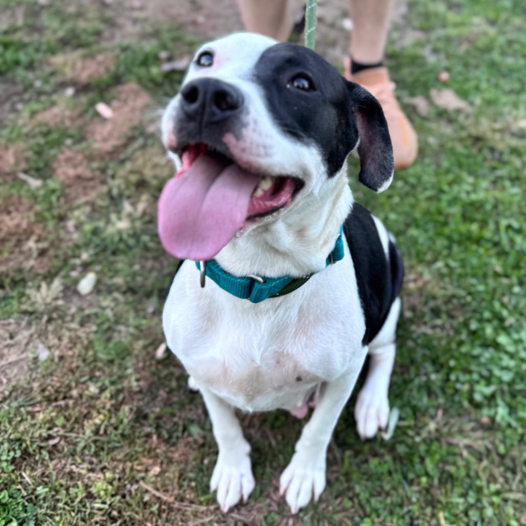 Enlarge Princess, a Adoptable mixed breed in Parkersburg, WV image 3/6