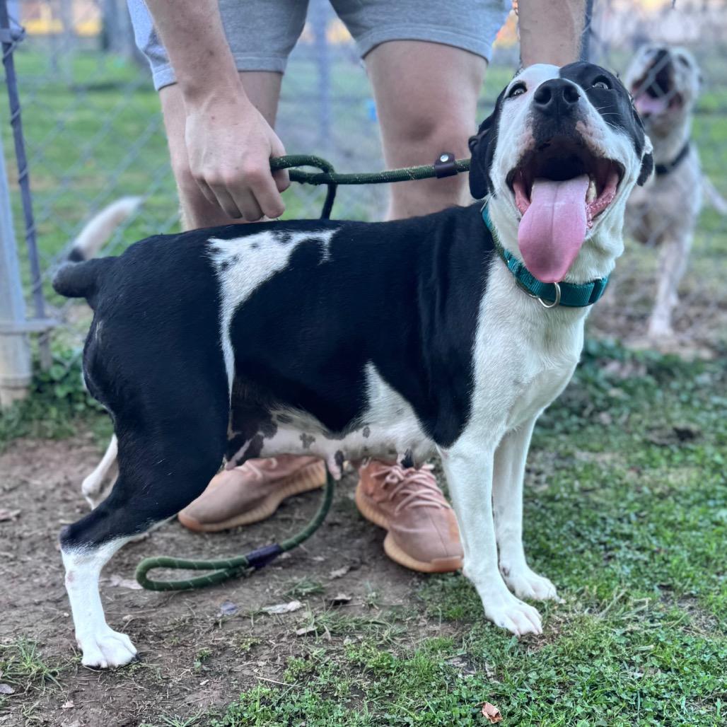 Enlarge Princess, a Adoptable mixed breed in Parkersburg, WV image 4/6