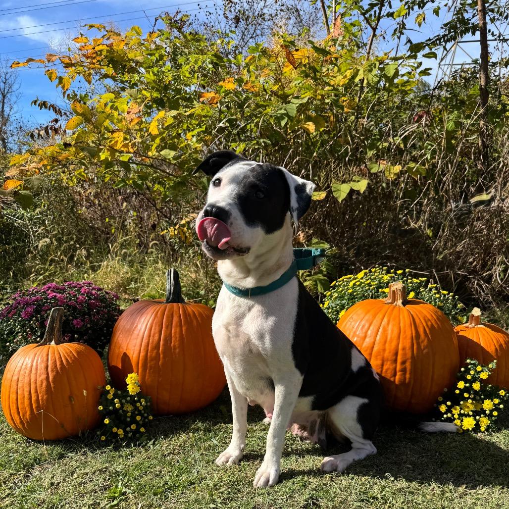 Enlarge Princess, a Adoptable mixed breed in Parkersburg, WV image 5/6