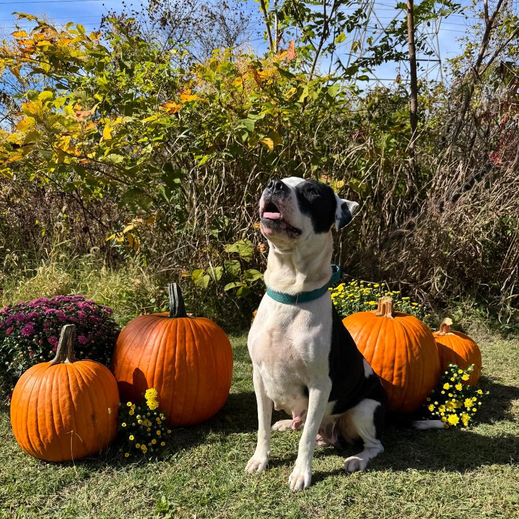 Enlarge Princess, a Adoptable mixed breed in Parkersburg, WV image 6/6