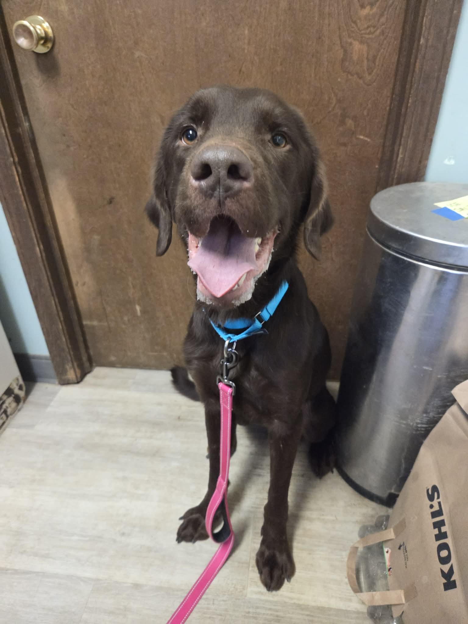 Enlarge Brody-Not Accepting Applications Yet!, a ADOPTABLE Chocolate Labrador Retriever in Medina, OH image 3/3