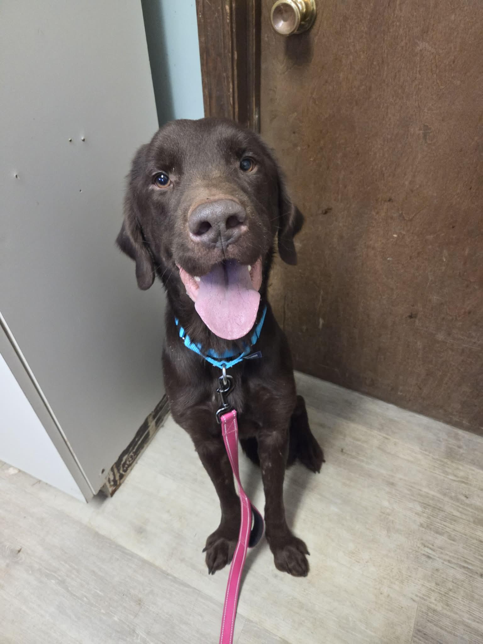 Enlarge Brody-Not Accepting Applications Yet!, a ADOPTABLE Chocolate Labrador Retriever in Medina, OH image 1/3