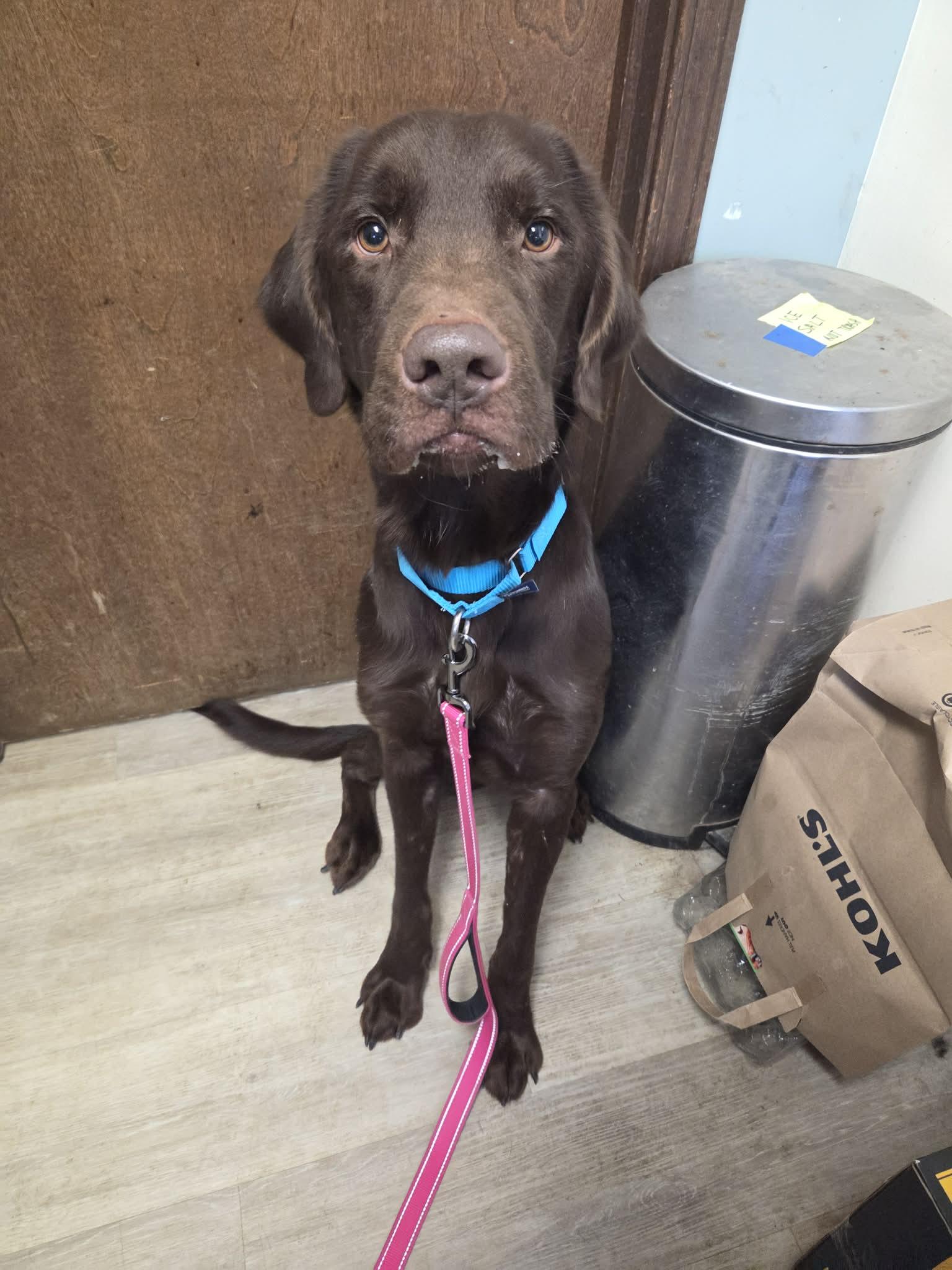 Enlarge Brody-Not Accepting Applications Yet!, a ADOPTABLE Chocolate Labrador Retriever in Medina, OH image 2/3
