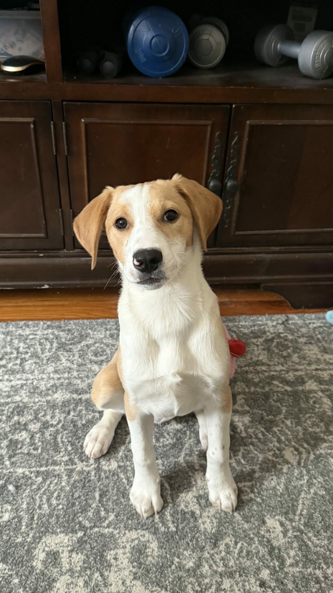 Ruth, Adoptable, Puppy Female Terrier.