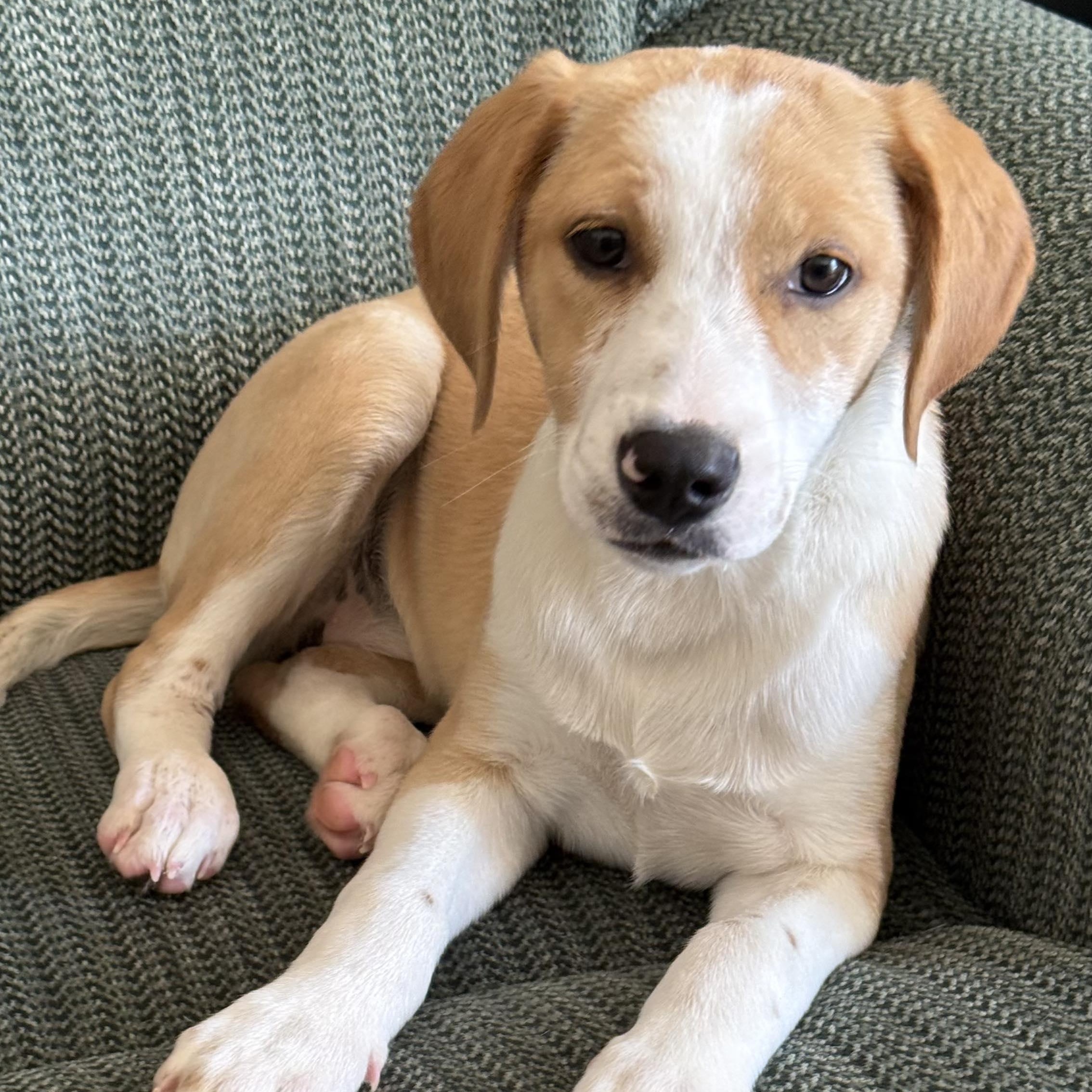 Enlarge Ruth, a Adoptable mixed breed in West Warwick, RI image 2/6