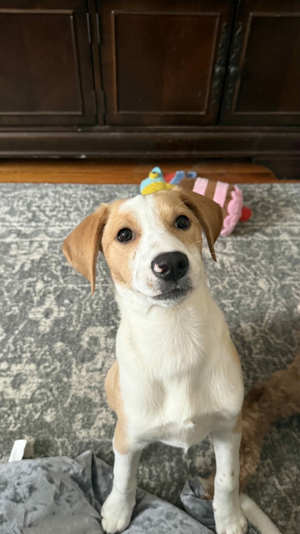 Enlarge Ruth, a Adoptable mixed breed in West Warwick, RI image 6/6