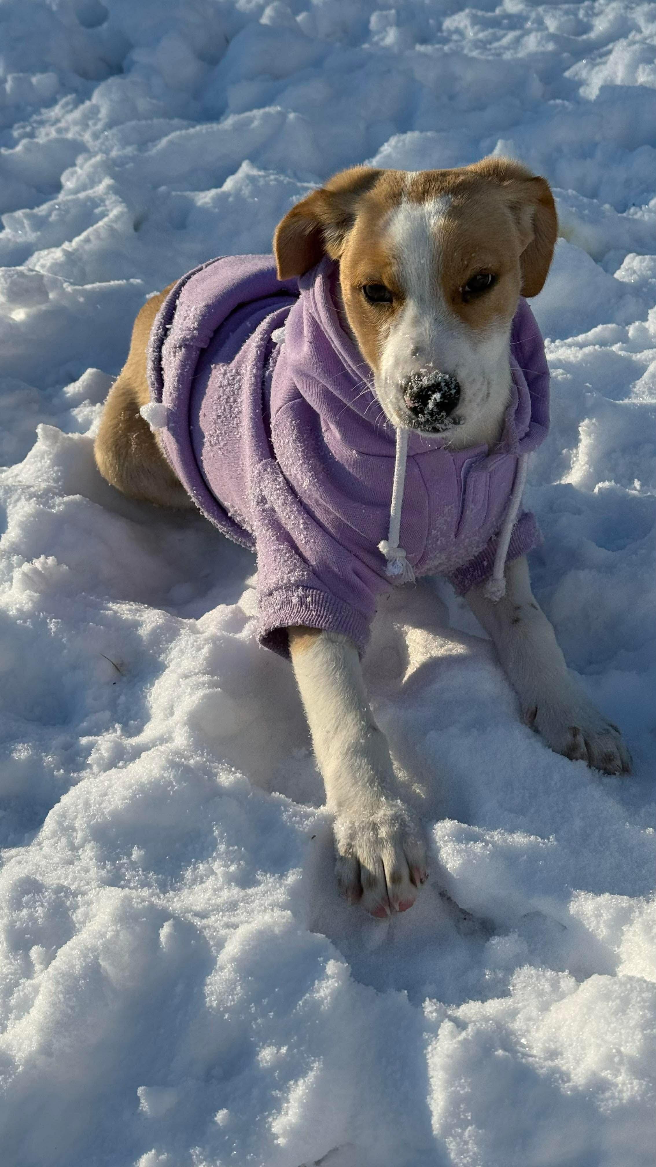 Enlarge Ruth, a Adoptable mixed breed in West Warwick, RI image 5/6