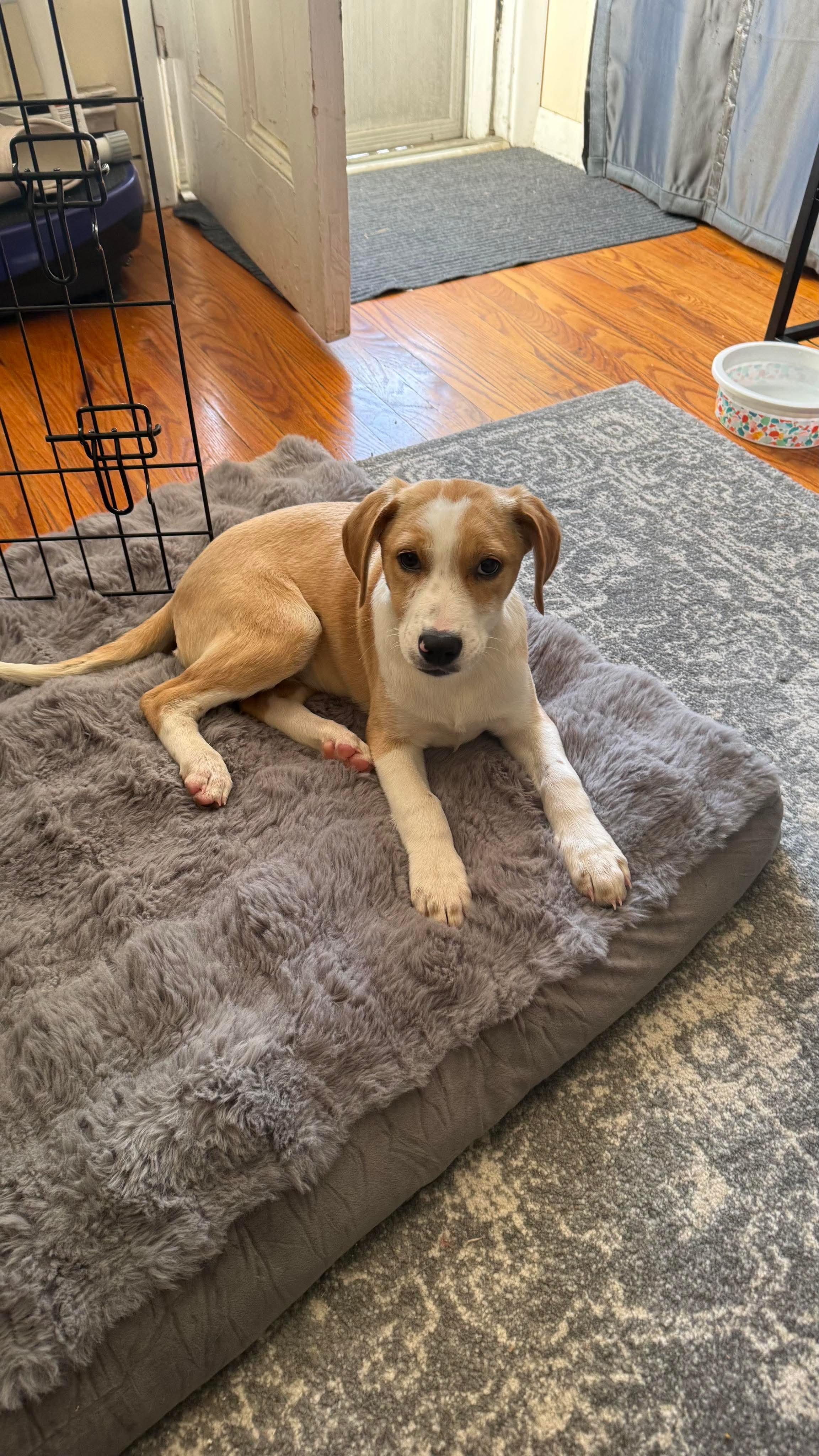 Enlarge Ruth, a Adoptable mixed breed in West Warwick, RI image 4/6