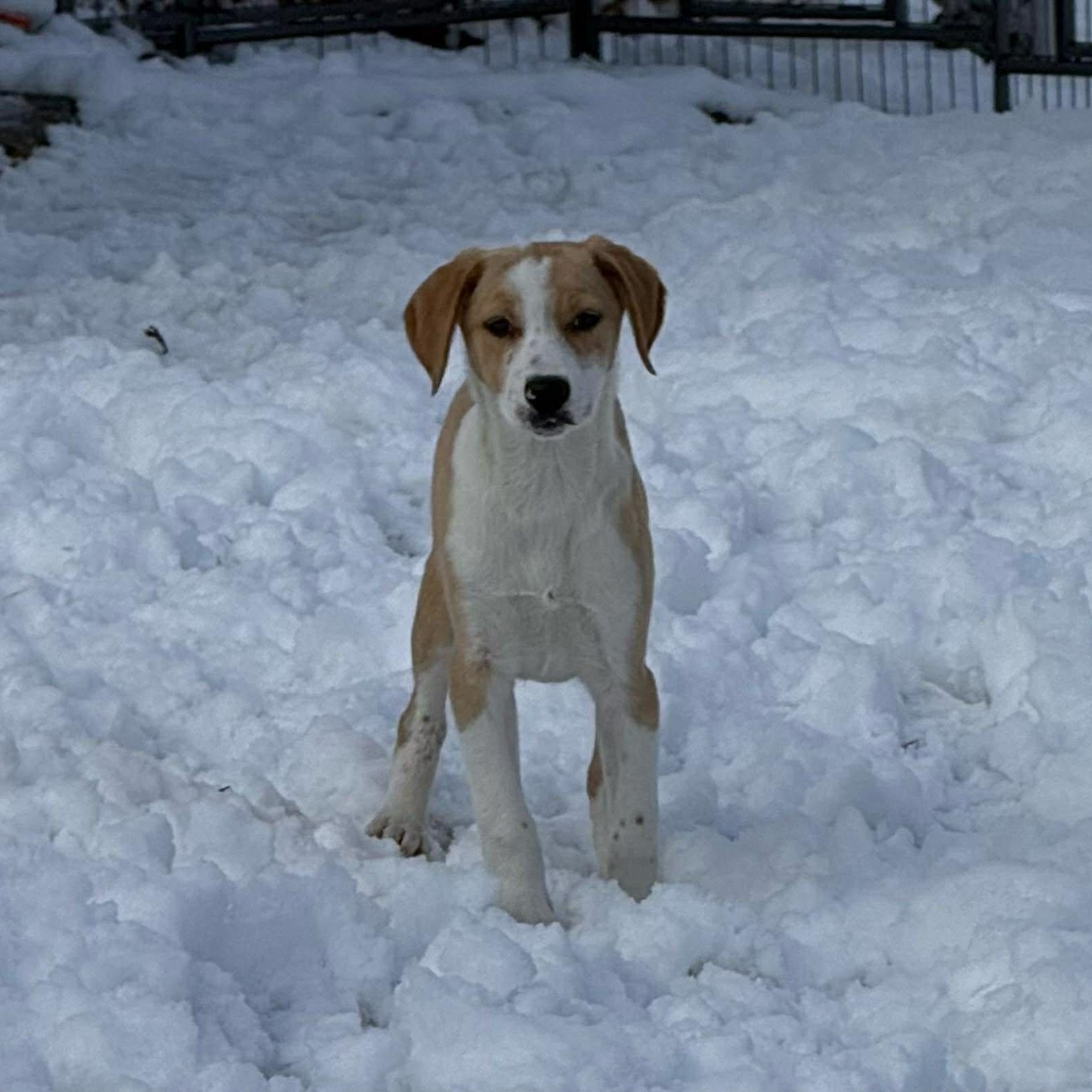 Enlarge Ruth, a Adoptable mixed breed in West Warwick, RI image 3/6