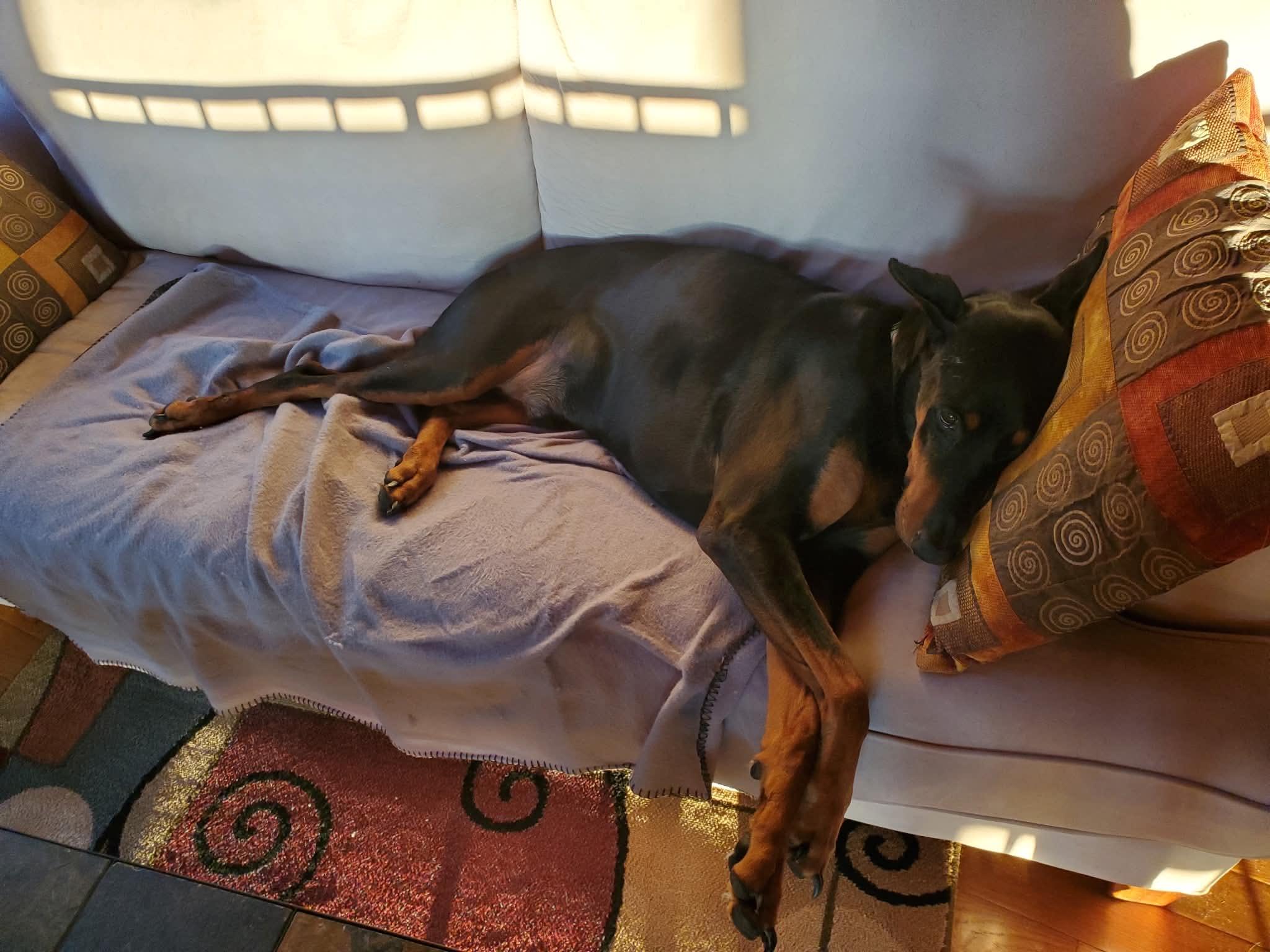 Enlarge Chico Diablo, an adoptable Doberman Pinscher in Portage, MI image 5/6