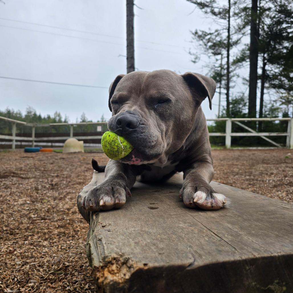 Max, a Adoptable Mixed Breed in Fort Bragg, CA image 1/4