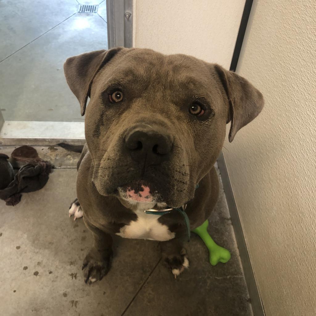 Max, a Adoptable Mixed Breed in Fort Bragg, CA image 2/4
