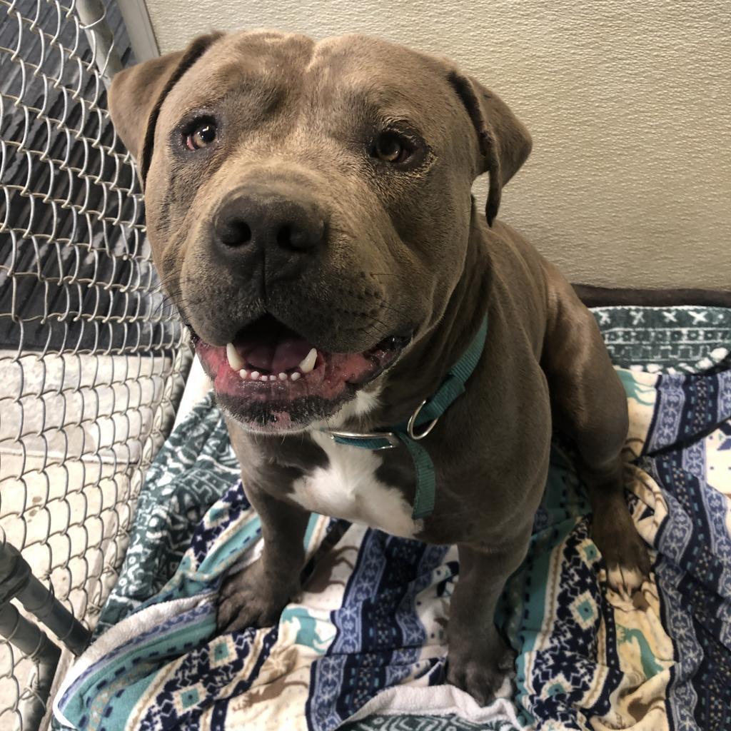 Max, a Adoptable Mixed Breed in Fort Bragg, CA image 3/4