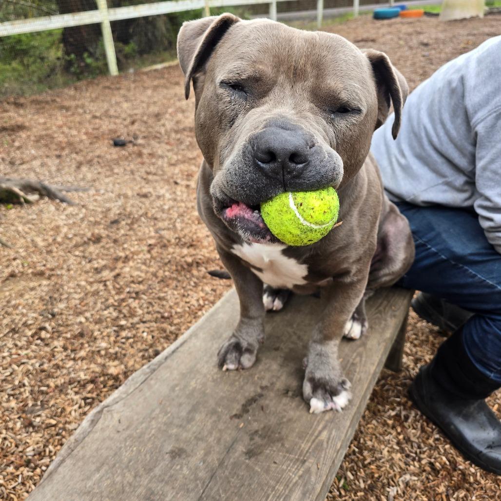 Max, a Adoptable Mixed Breed in Fort Bragg, CA image 4/4