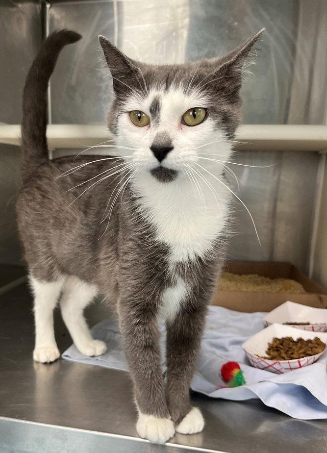 Wave, Adoptable, Young Female Domestic Short Hair.