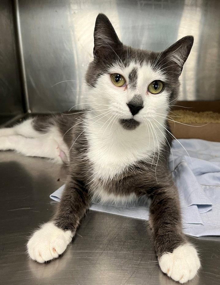 Wave, a Adoptable Domestic Short Hair in Carrollton, GA image 2/3