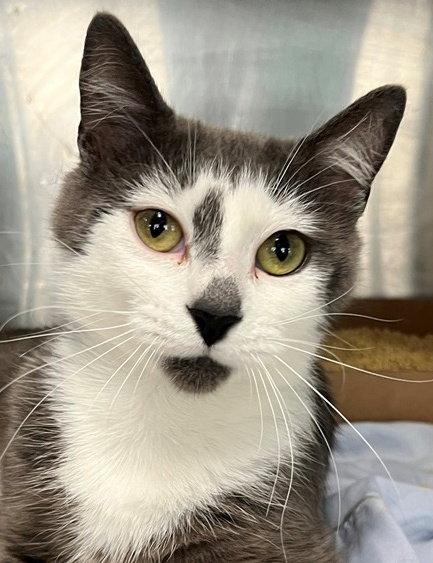 Wave, a Adoptable Domestic Short Hair in Carrollton, GA image 3/3