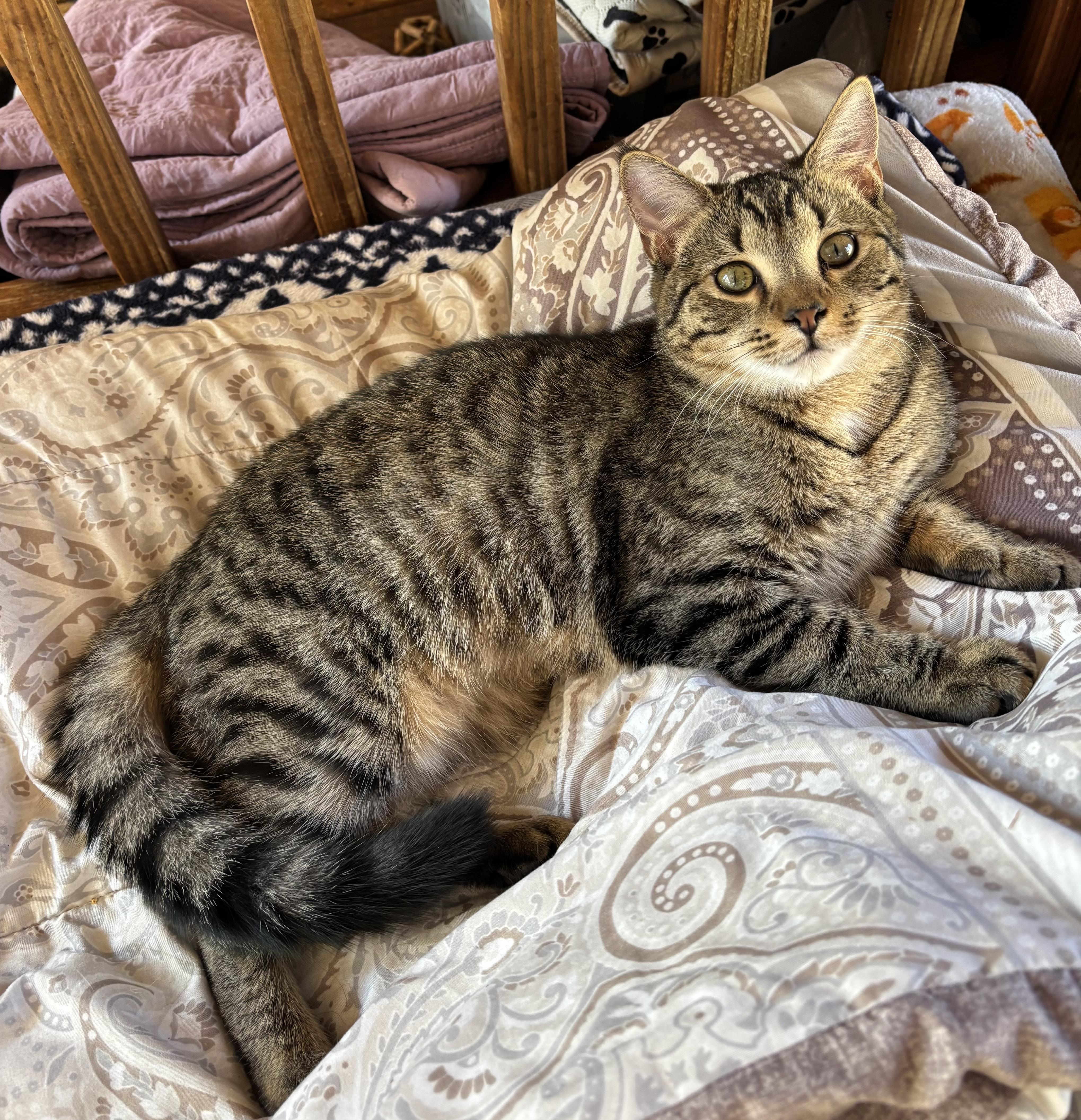 Billy, Adoptable, Kitten Male Tabby.