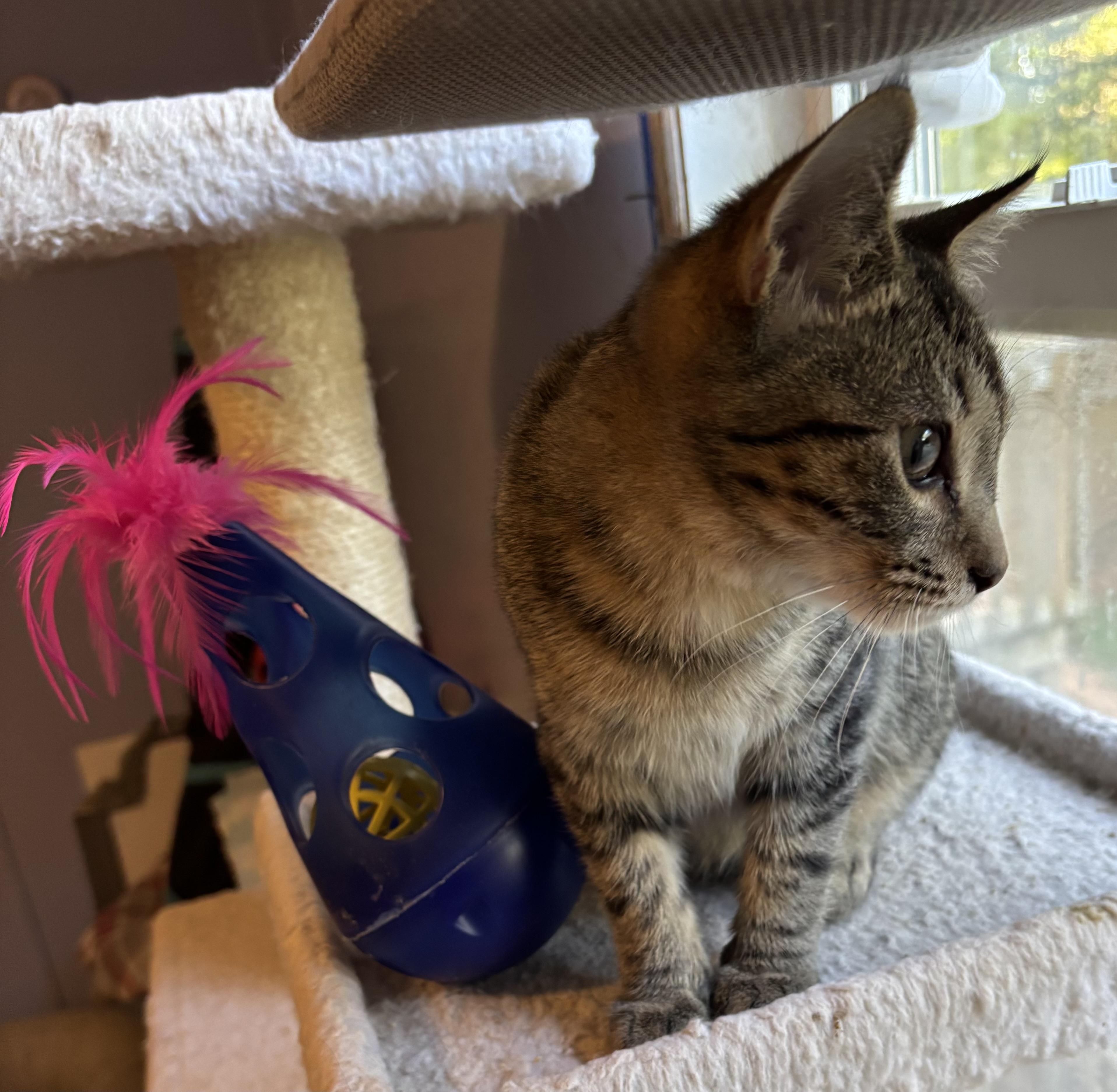 Enlarge Billy, a Adoptable Tabby in Anderson , SC image 4/6