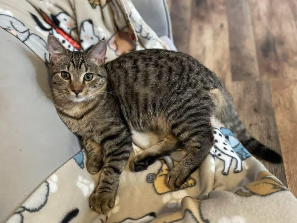 Enlarge Billy, a Adoptable Tabby in Anderson , SC image 2/6