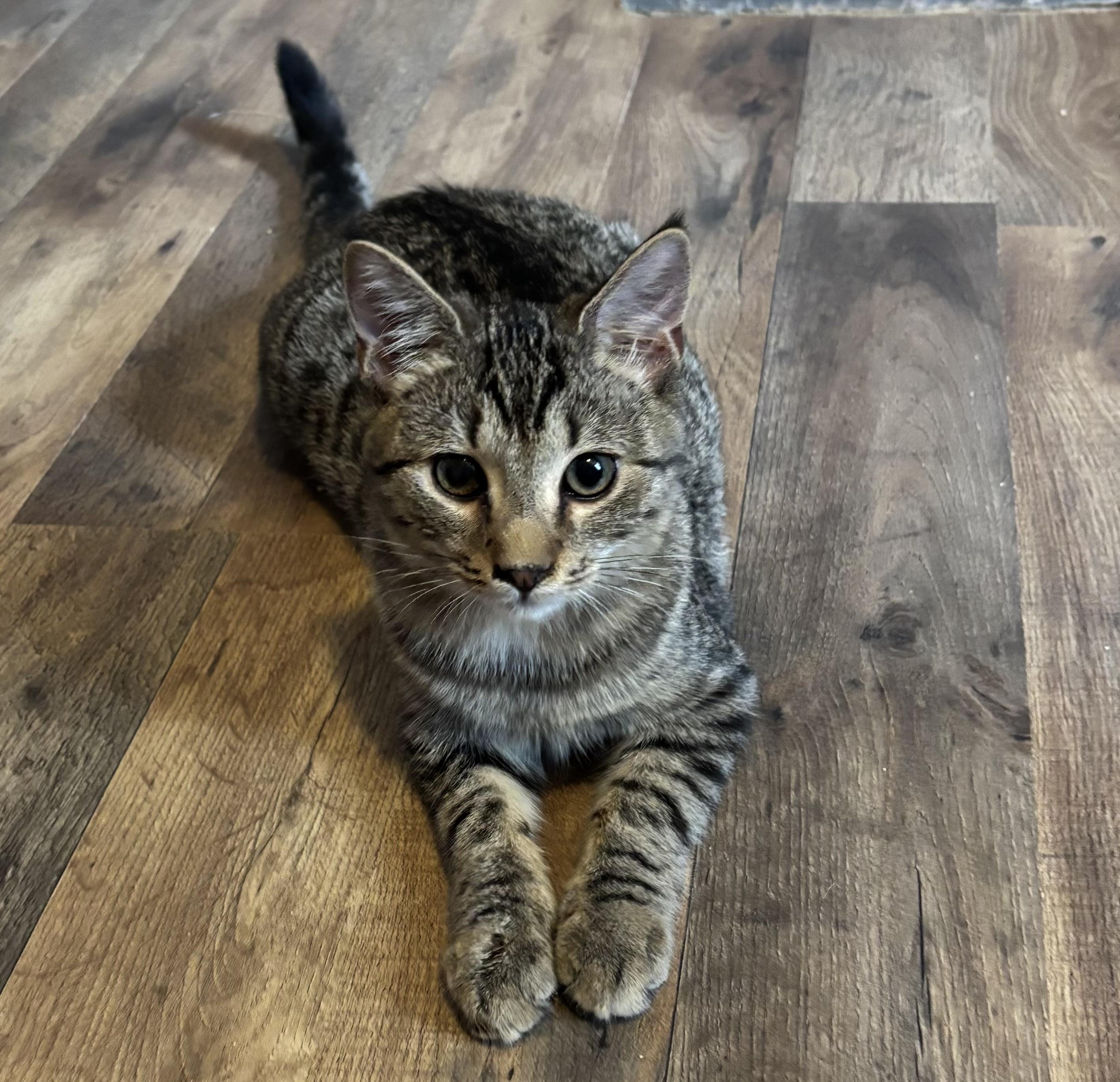 Enlarge Billy, a Adoptable Tabby in Anderson , SC image 6/6