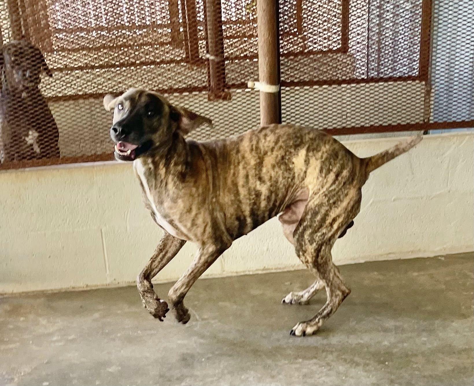 Enlarge Tigger, an adopted mixed breed in Columbia, LA image 4/6