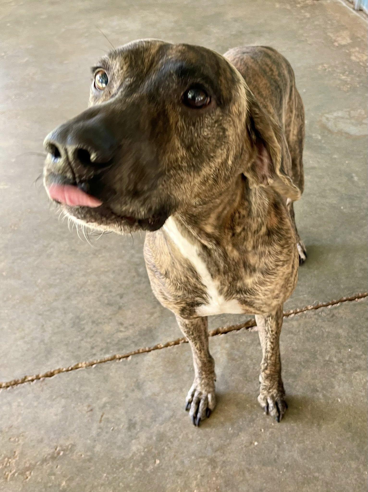 Tigger, adopted, Adult Male Black Mouth Cur & Plott Hound.