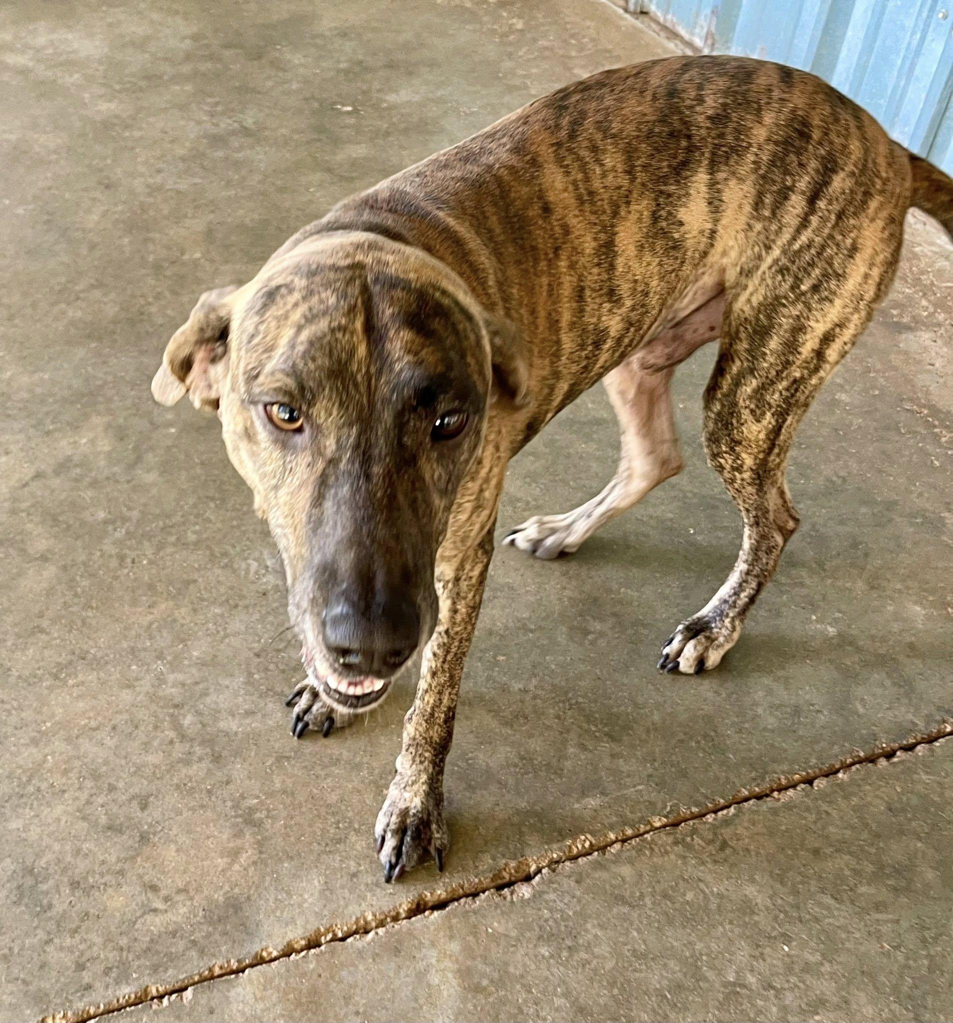 Enlarge Tigger, an adopted mixed breed in Columbia, LA image 5/6