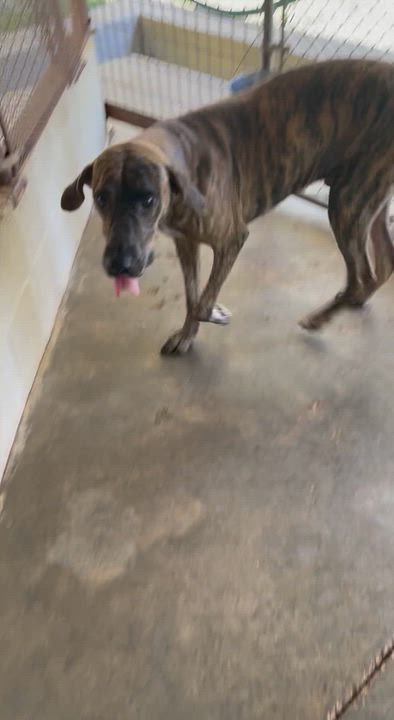 Enlarge Tigger, an adopted mixed breed in Columbia, LA video 6/6