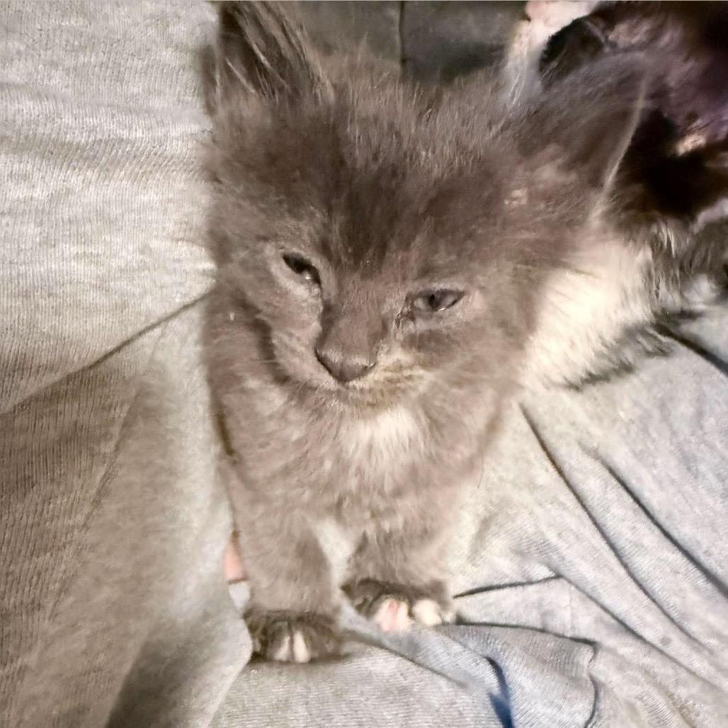 Shadow C12237, Adoptable, Kitten Female Domestic Short Hair.