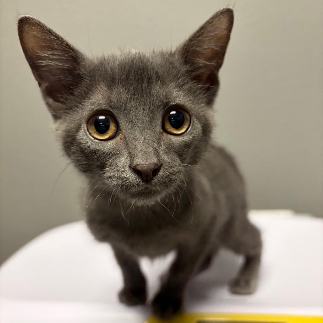 Gracie, Adoptable, Kitten Female Domestic Medium Hair.