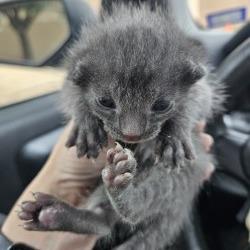 Enlarge Gracie, a Adoptable Domestic Medium Hair in Lake Jackson, TX image 2/3