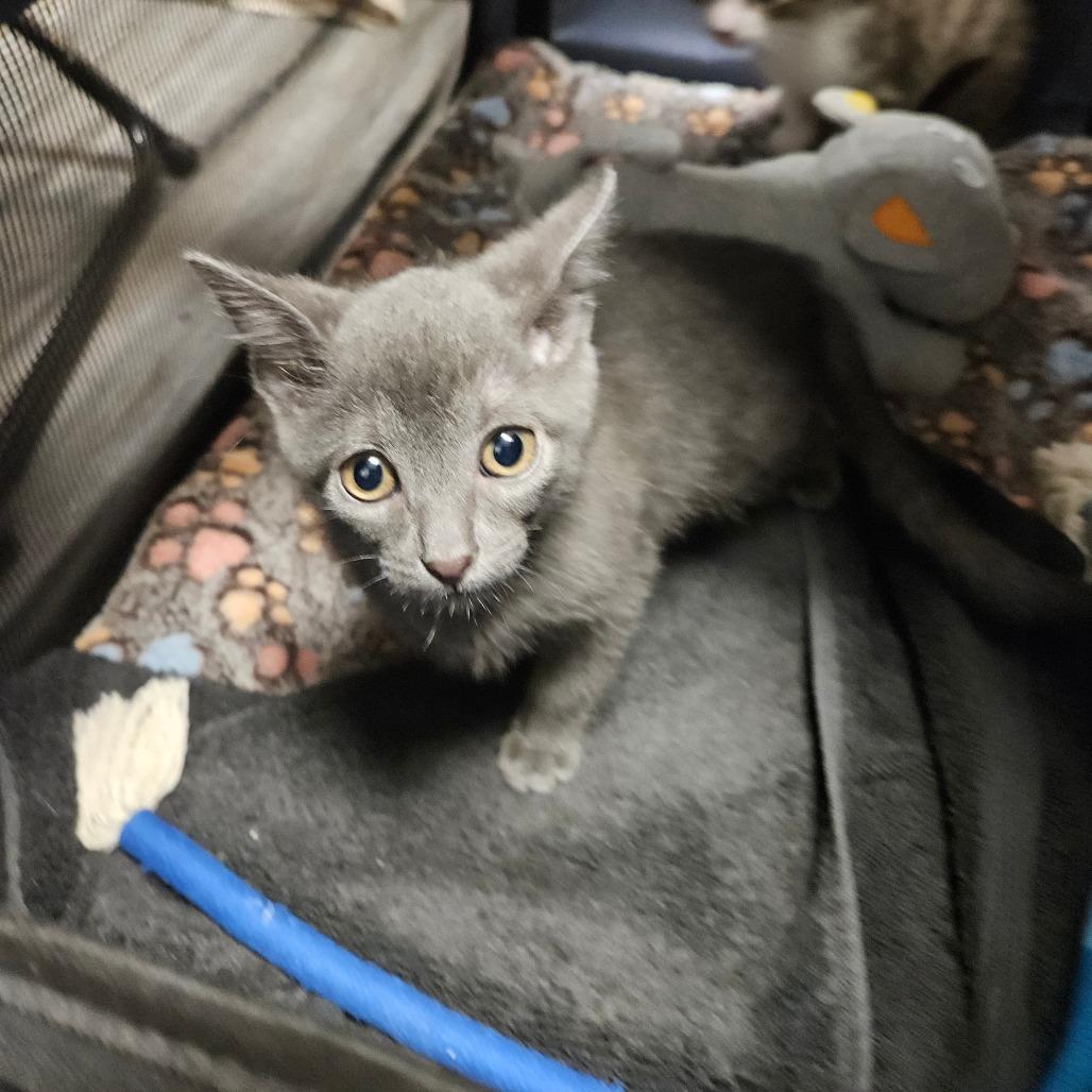 Enlarge Gracie, a Adoptable Domestic Medium Hair in Lake Jackson, TX image 3/3