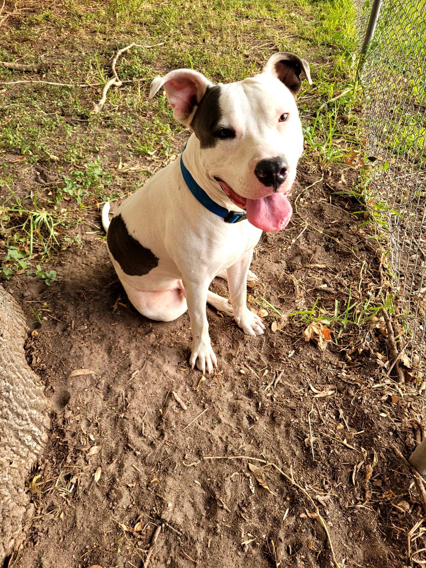 Louie