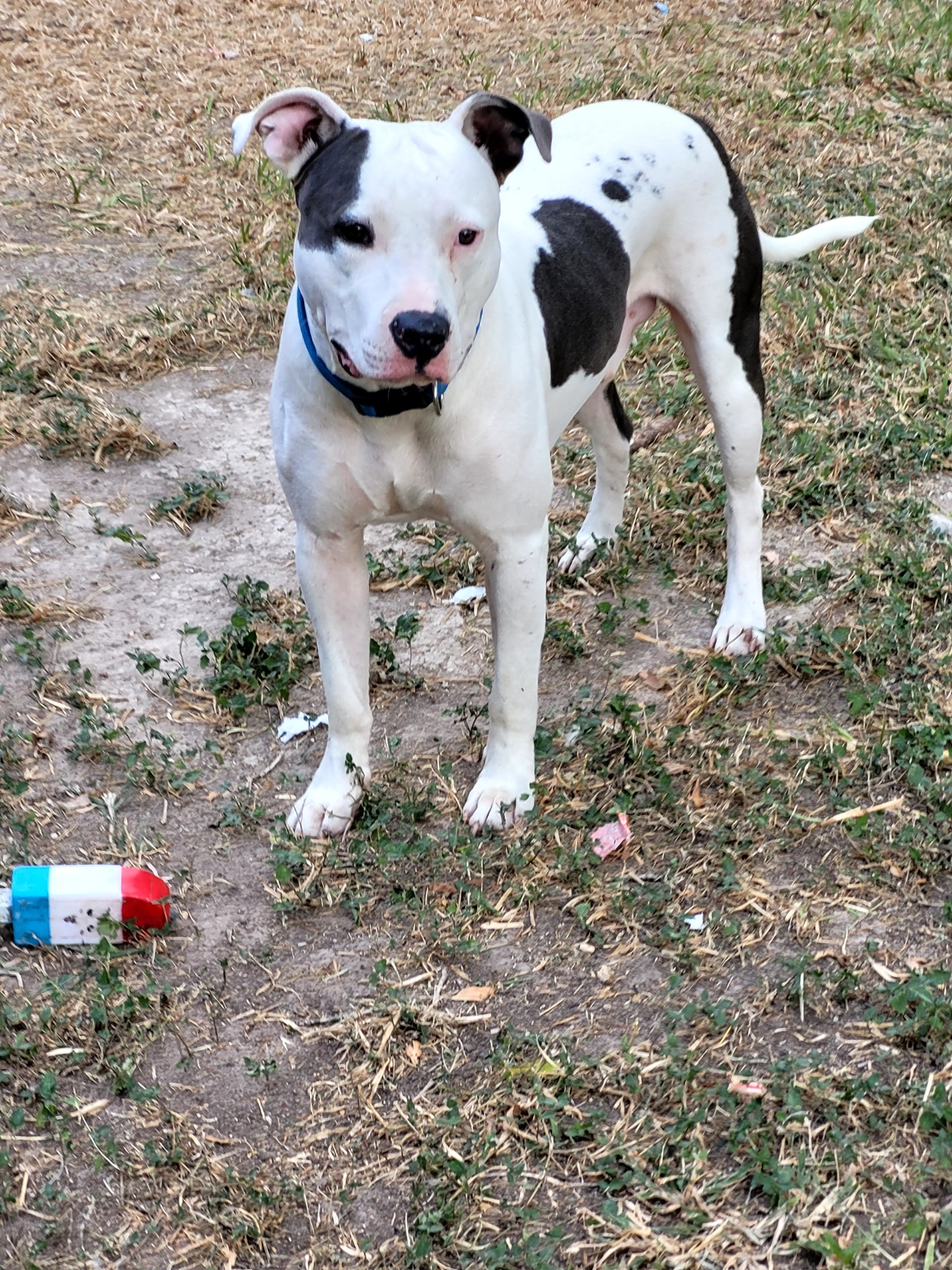 Louie