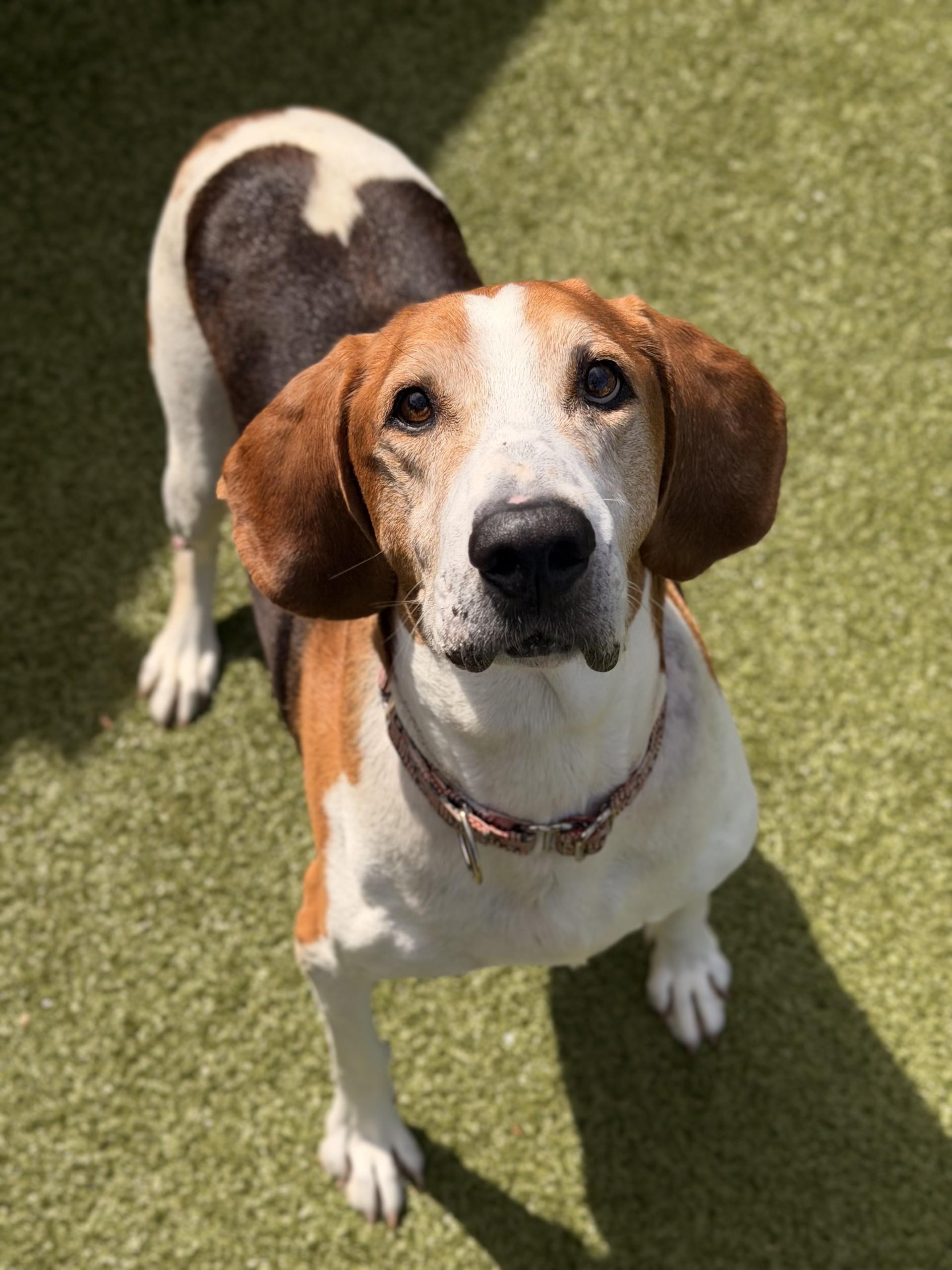 Enlarge Cole, a ADOPTABLE Treeing Walker Coonhound in Mount Juliet, TN image 1/1