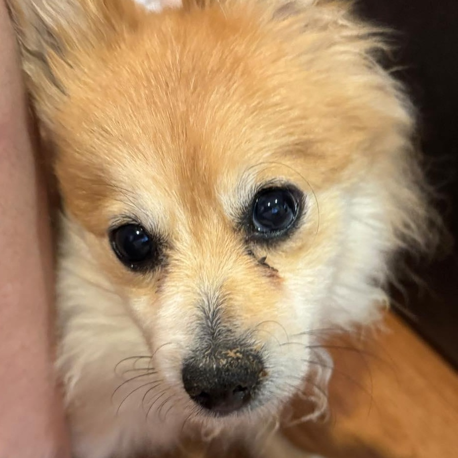 Trina, an adoptable Pomeranian in Rockville, MD image 2/6