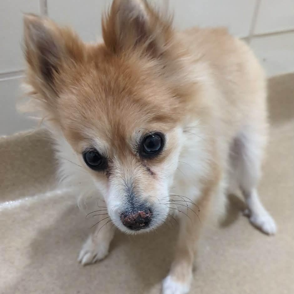 Trina, an adoptable Pomeranian in Rockville, MD image 5/6