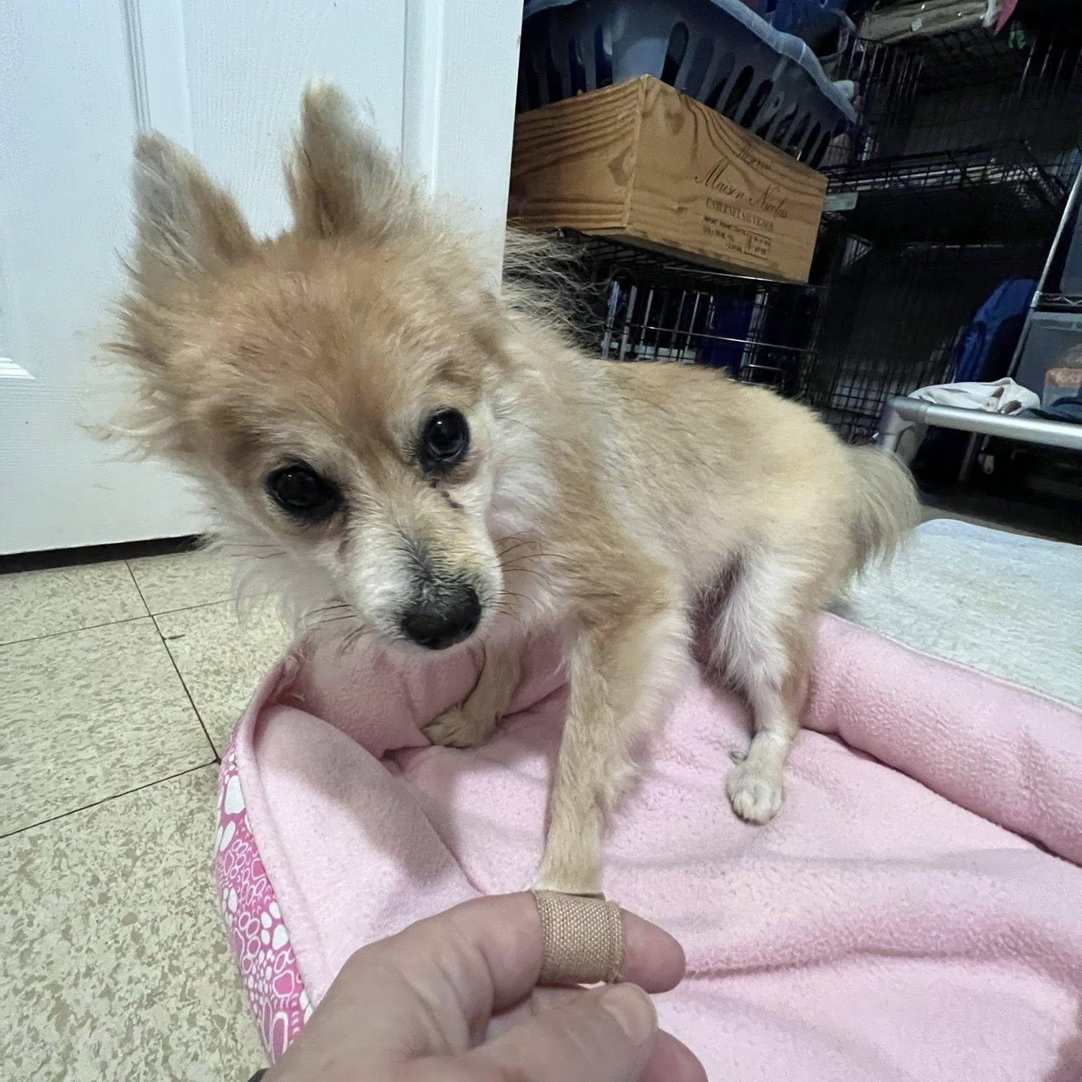 Trina, an adoptable Pomeranian in Rockville, MD image 6/6