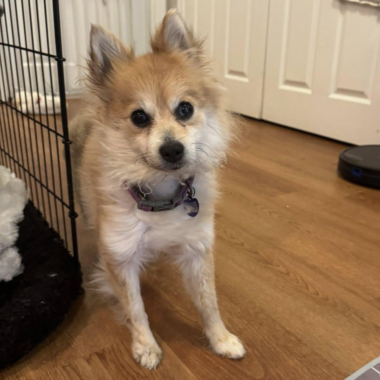 Trina, an adoptable Pomeranian in Rockville, MD image 4/6