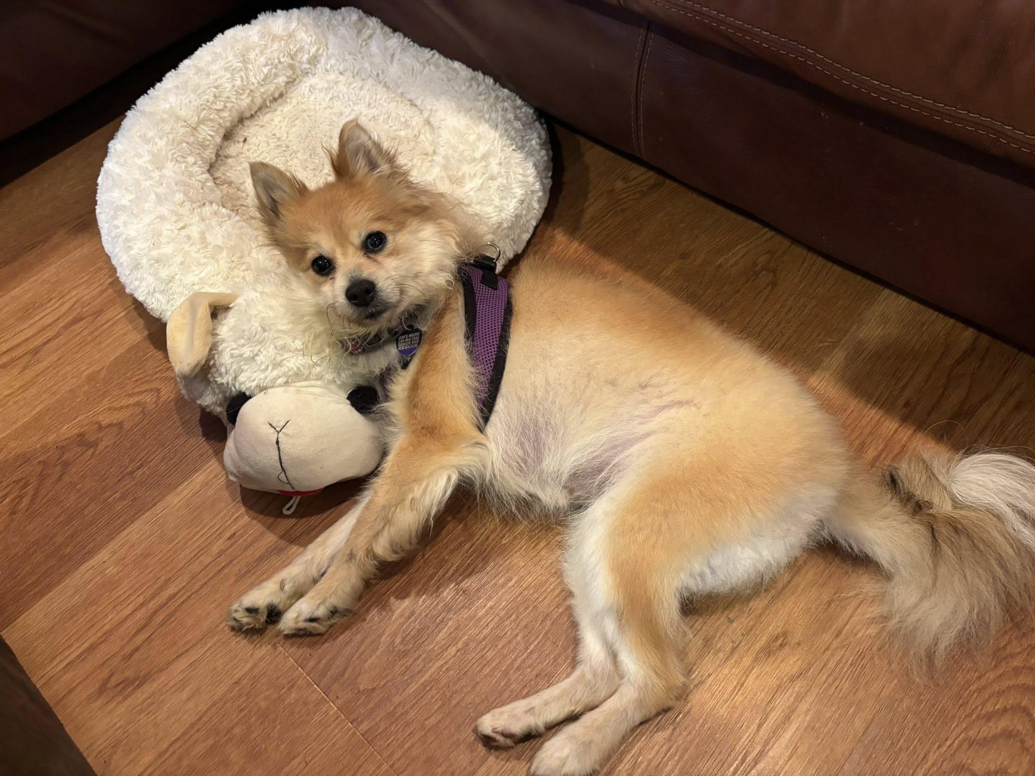 Trina, an adoptable Pomeranian in Rockville, MD image 3/6