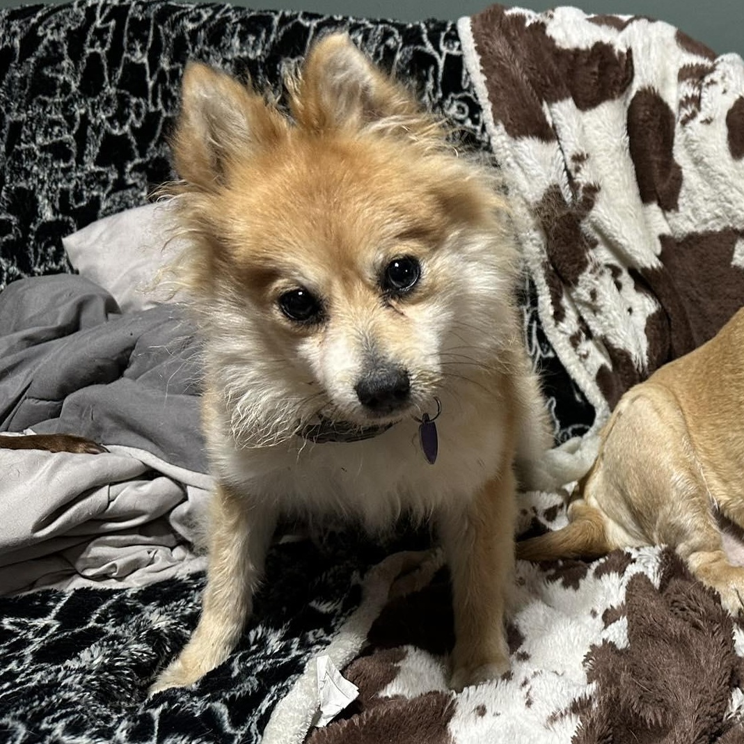 Trina, adoptable, Adult Female Pomeranian.