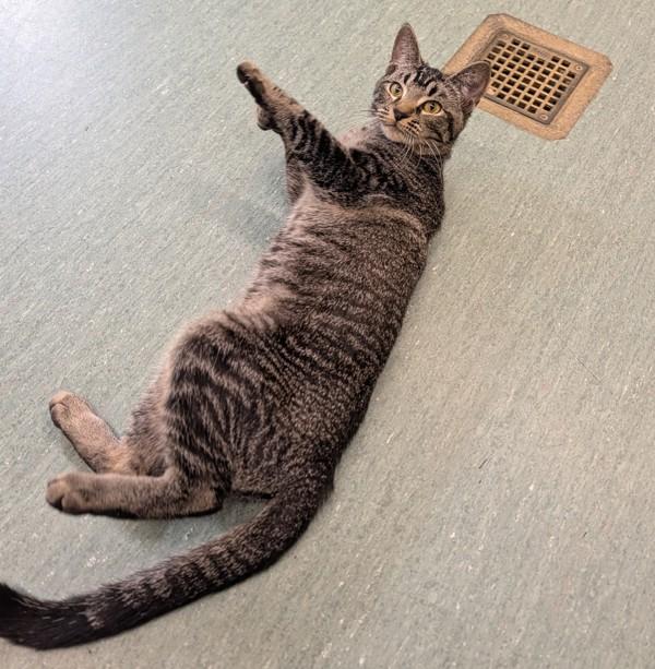 Marmot, Adoptable, Young Female Domestic Short Hair.
