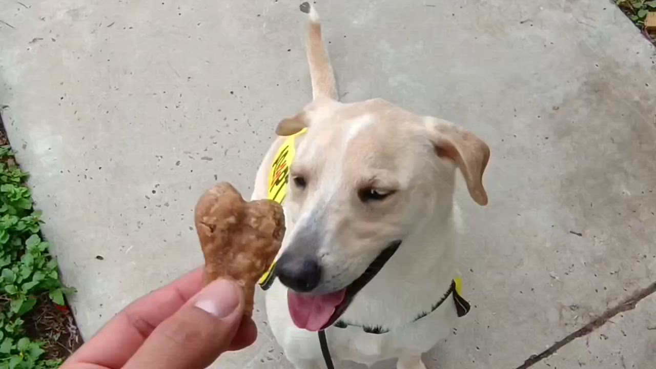 Enlarge Bishop, a Adoptable mixed breed in Portland, OR video 2/2